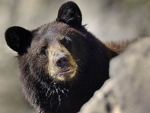 Oso negro 3.png
