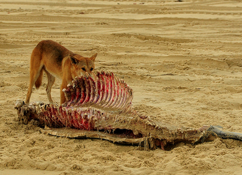 Dingo comiendo