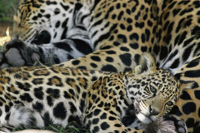 Jaguar | Wiki Reino Animalia | Fandom