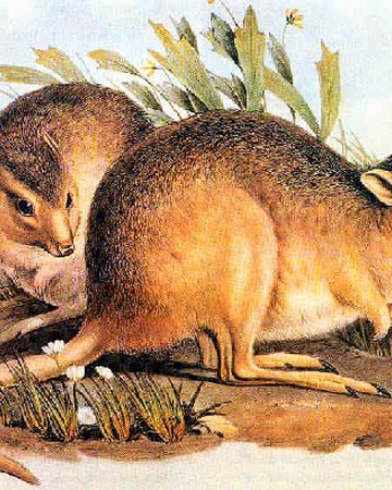 Canguro Rata Del Desierto Wiki Reino Animalia Fandom