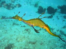 800px-Phyllopteryx taeniolatus1