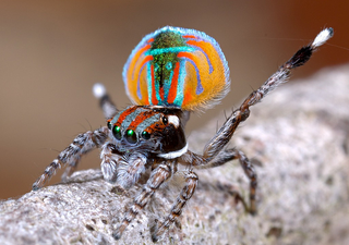 Araña Pavo Real