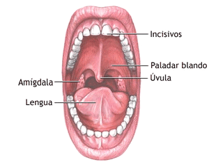 Boca