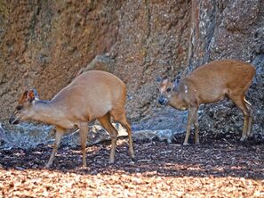 Interiores-animal-bioparc-valencia-duiker-de-natal-02