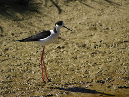1200px-Himantopus himantopus