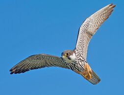 E un mini-rapace dallo sguardo dolce lungo circa 35 cm con un peso intorno ai 200 g.jpg