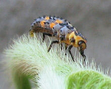 Larva de Mariquita