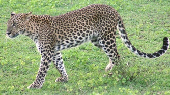 Leopardo de ceilan 3