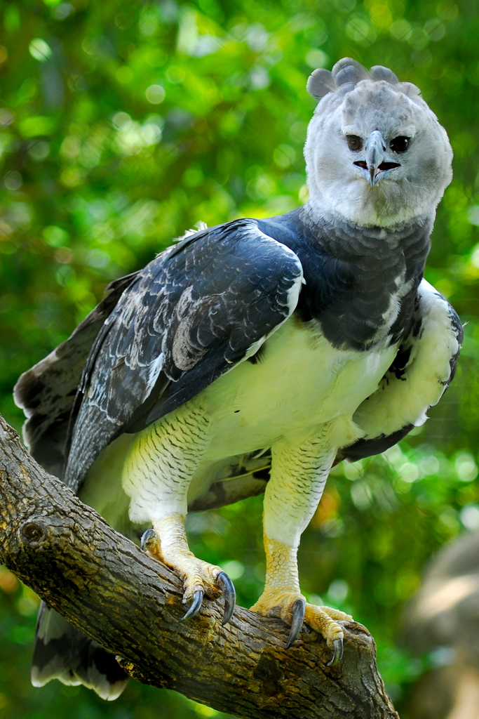 Águila Harpía | Wiki Reino Animalia | Fandom