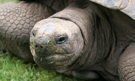 Aldabrachelys gigantea3