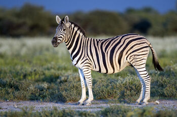 Equus quagga burchellii - Etosha, 2014