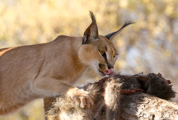 La familia que vive con un gato caracal salvaje de 25 kilos