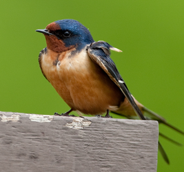 Golondrina común7