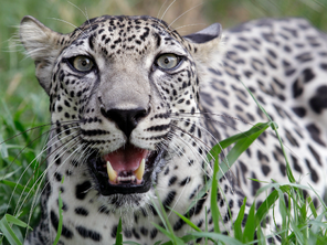 Leopardo arabe