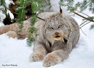 Lince canadiense 3