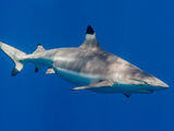 Tiburón de Punta Negra de Arrecife