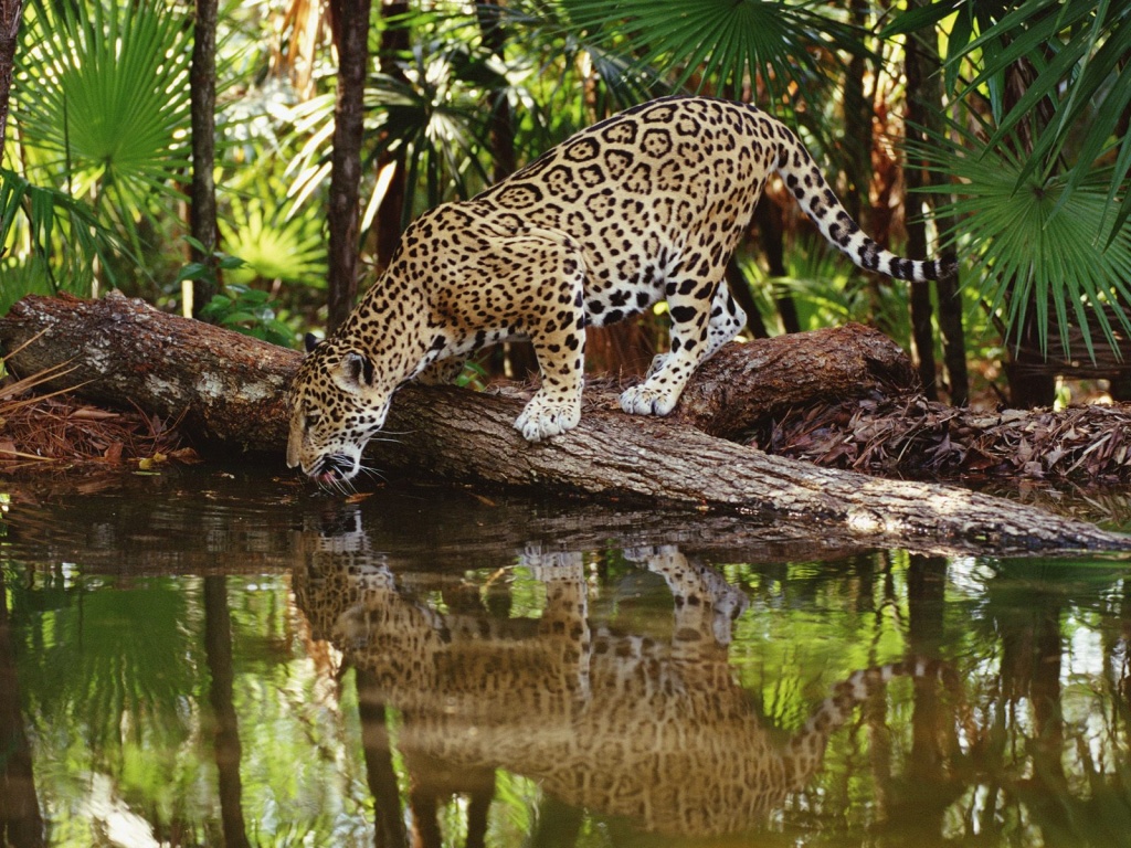Jaguar | Wiki Reino Animalia | Fandom Jaguar | Wiki Reino Animalia | Fandom