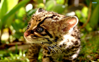 Ocelote 6