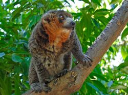 Interiores-animal-bioparc-valencia-lemur-mangosta-02
