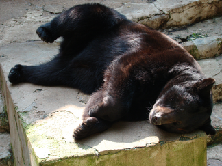 Oso negro 9.png
