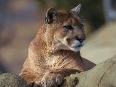 Puma Wiki Reino Animalia | Fandom