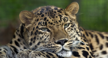 Leopardo de amur 3