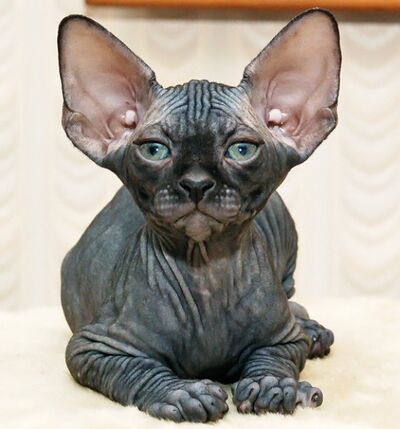 Sphynx cat