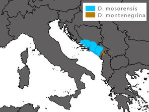 Dinarolacerta-mosorensis