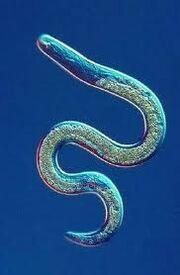 Nematodo 2