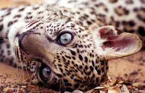 Leopardo arabe 2