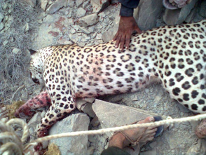 Leopardo indio 13