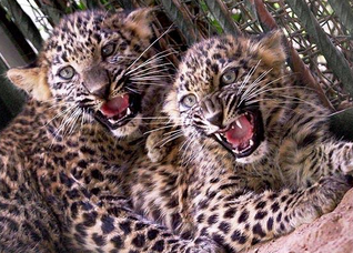 Leopardo indio 4