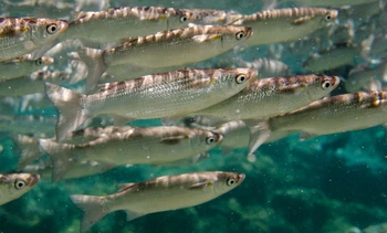 Neomyxus leuciscus Wiki Reino Animalia Fandom