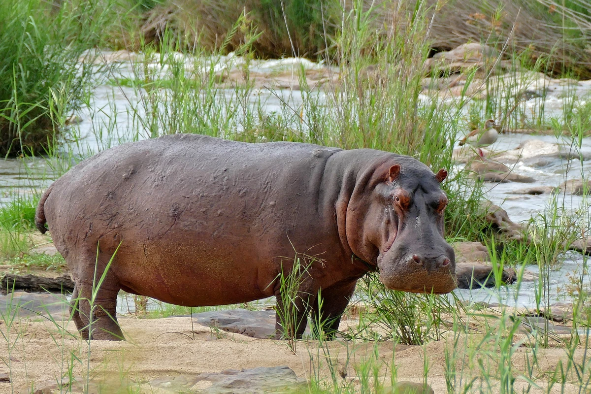 Hipopótamo | Wiki Reino Animalia | Fandom