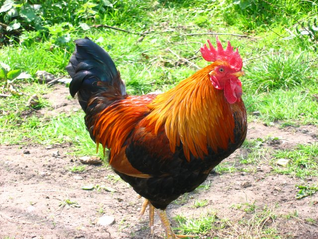 Gallo