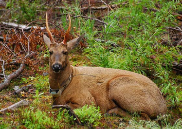 Huemul 1