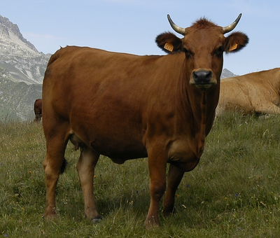 Vaca
