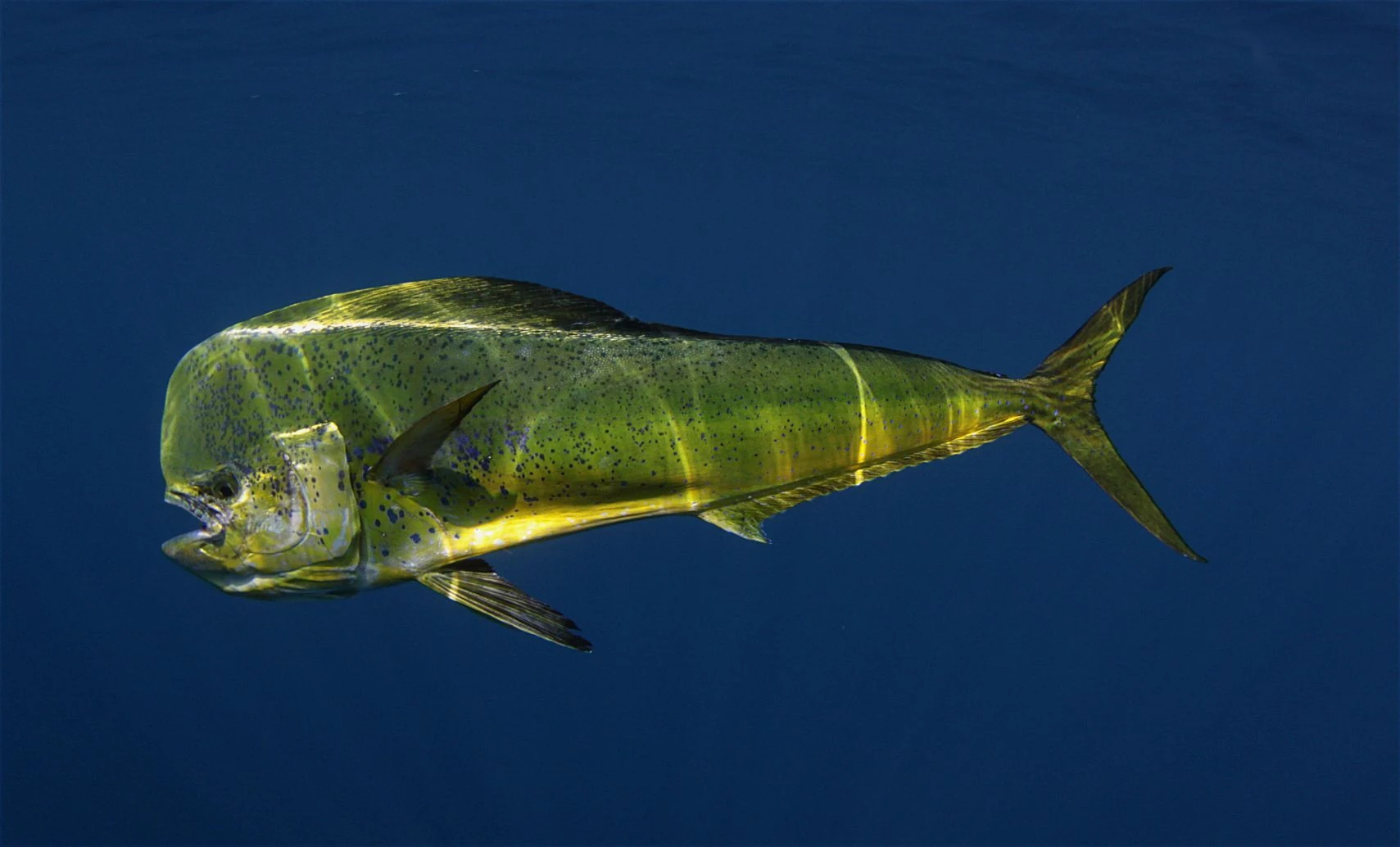 El Pez Dorado Es Vertebrado O Invertebrado Dorado | Wiki Reino Animalia | Fandom