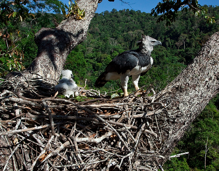 Águila Harpía | Wiki Reino Animalia | Fandom