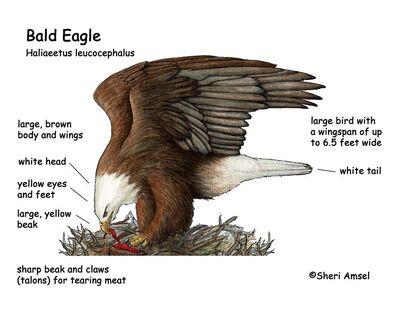 Anatomia aguila calva