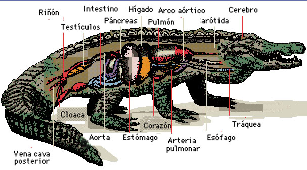 Anatomía de un reptil