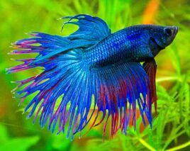 Betta-Splendens