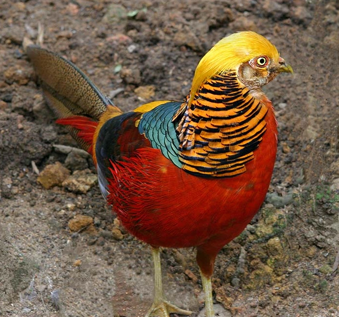 Faisán Dorado | Wiki Reino Animalia | Fandom