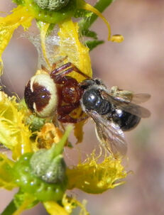 Synema-globosum.jpg