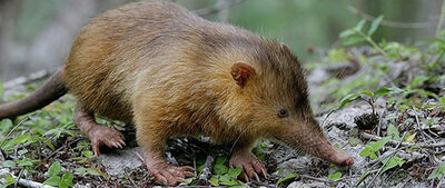 Solenodonte1