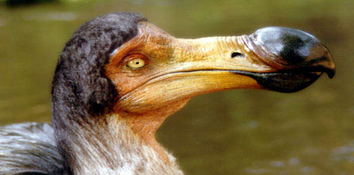 Dodo 3.png