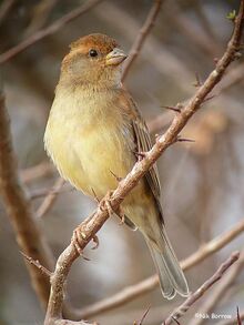 Somali-Sparrow-f