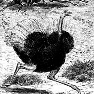 Avestruz Wiki Reino Animalia Fandom
