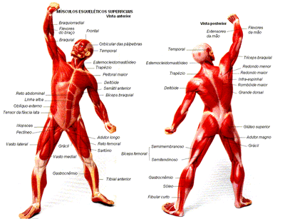 Musculos