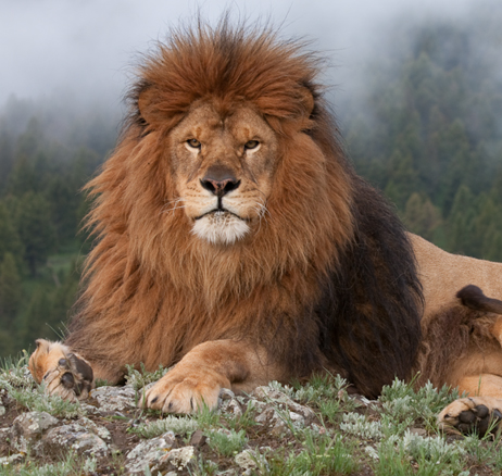 Top 53+ imagen los leones del atlas